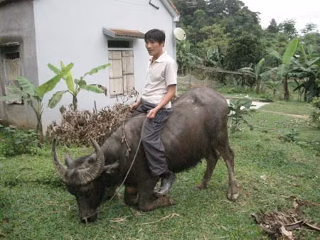 Anh Hùng đang cho con trâu mà anh đã từng huấn luyện biểu diễn.