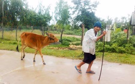 Một cụ bà đang đưa bò về chuồng.