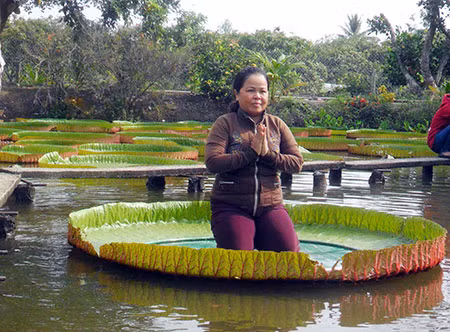 Một phật tử ngồi trên là sen niệm Phật.