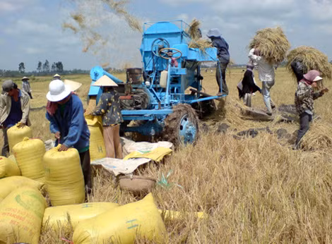Sản xuất, thu hoạch, thu mua lúa gạo tạm trữ ĐB SCL.