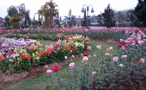 Thông, mimosa và những loài hoa đặc trưng ở Đà Lạt.