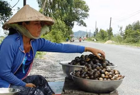 Lũ về mang theo nguồn ốc tự nhiên rất lớn (trong ảnh ốc được bày bán trên quốc lộ 91 với giá từ 22.000 – 25.000 đồng).