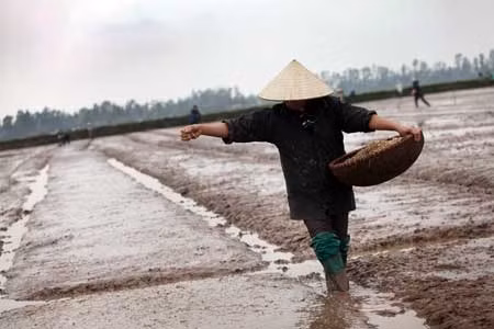 Chùm ảnh: Nông dân xuống đồng trong ngày đầu năm mới ảnh 4