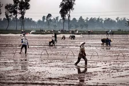 Chùm ảnh: Nông dân xuống đồng trong ngày đầu năm mới ảnh 1