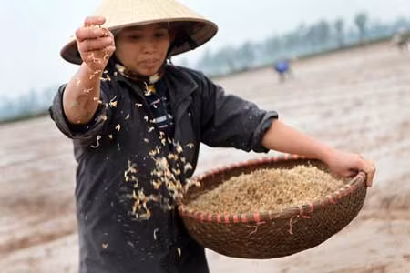Chùm ảnh: Nông dân xuống đồng trong ngày đầu năm mới ảnh 5
