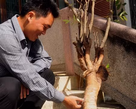 Đổ xô vào rừng tìm cây mật nhân chữa bệnh ảnh 1