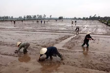 Chùm ảnh: Nông dân xuống đồng trong ngày đầu năm mới ảnh 8