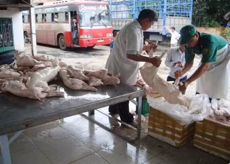 Heo sữa thối bị bắt giữ tại Trạm Kiểm dịch động vật Thủ Đức.