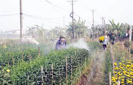 Thị trường hoa Tết 2014: “Đánh bạc” với thời tiết ảnh 2