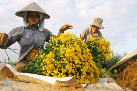 Thị trường hoa Tết 2014: “Đánh bạc” với thời tiết ảnh 1