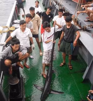 Chuyện cá mập ở biển Đông ảnh 1