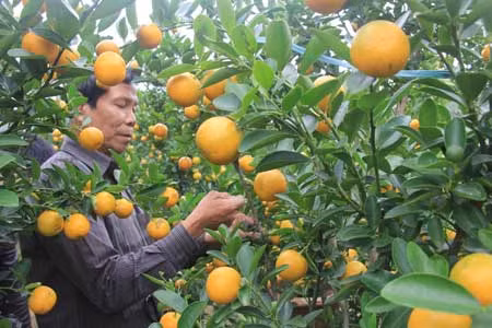 Ăn đong mùa quất, thấp thỏm mùa mai ảnh 1
