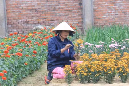 Ăn đong mùa quất, thấp thỏm mùa mai ảnh 2