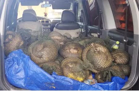 Quảng Ninh: Vận chuyển, buôn lậu động vật hoang dã diễn biến phức tạp ảnh 1