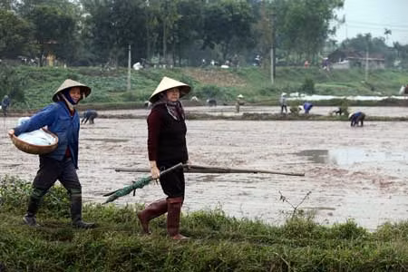 Chùm ảnh: Nông dân xuống đồng trong ngày đầu năm mới ảnh 7