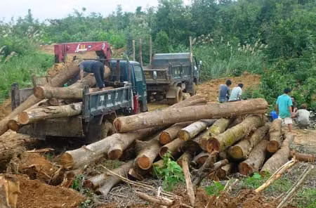Lại một vụ bán rừng Nhà nước giá rẻ mạt chưa được xử lý ảnh 1