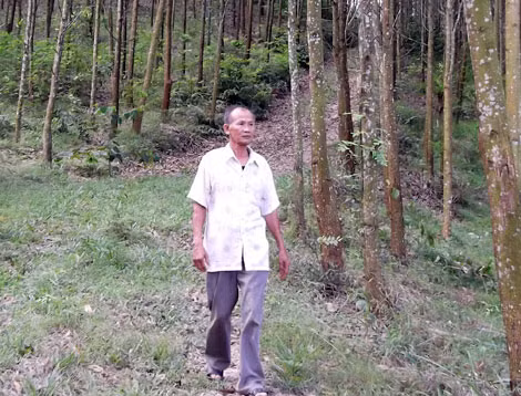 Ông Thái trong lô rừng keo sắp đến kỳ khai thác.
