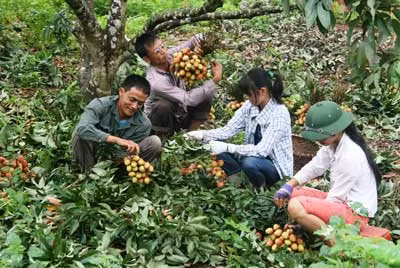 Tranh thủ nghỉ học, các em bé tham gia bẻ vải kiếm tiền mua sách vở.
