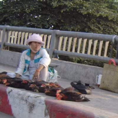 Những điểm kinh doanh gia cầm sống trái phép tồn tại từ nhiều năm nay tại địa bàn quận 12.