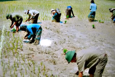 Các chiến sĩ biên phòng đang giúp dân bản cấy lúa nước.