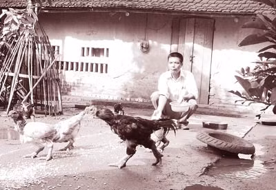 Anh Tích chăm sóc các con gà quý.