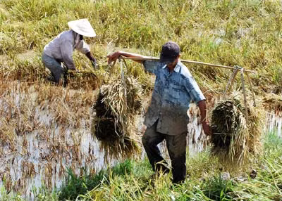 Nhiều người dân An Cư tranh thủ gặt lúa chạy lũ, nhưng cán bộ xã vẫn xâm hại tiền hàng cứu trợ.