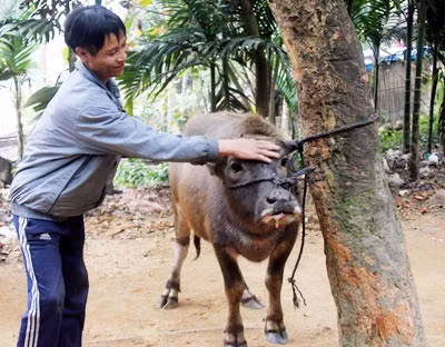 Nhóm nhà báo trẻ tặng trâu cho cha con “người rừng” ảnh 1