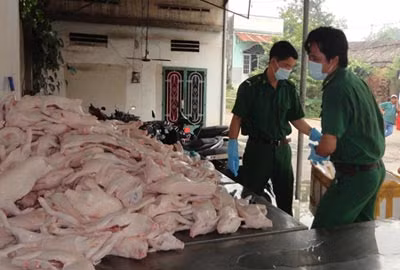 Quyết liệt ngăn chặn nạn vận chuyển gia súc, gia cầm lậu