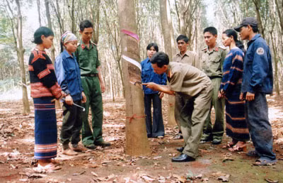 Cán bộ Binh đoàn 15 hướng dẫn người dân tộc thiểu số địa phương kỹ thuật cạo mủ cao su.