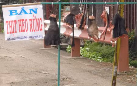 Một điểm bày bán thịt heo "rừng" lộ thiên.