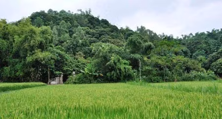 Vạt rừng của bà Khiêm, nơi đàn cò trú ngụ 50 năm qua.