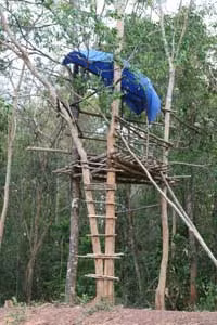Chòi canh.
