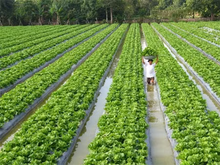 Đất có cây trồng nếu chỉ bồi thường bằng một vụ thu hoạch là chưa thỏa đáng với người dân. (Ảnh: ST)