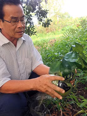 Ông Võ Trung Thành với sản phẩm bưởi hồ lô mới chuẩn bị cho Tết Nguyên đán Giáp Ngọ.