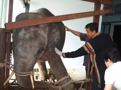 Xác voi Khăm Bun được giữ làm tiêu bản để trưng bày ảnh 1