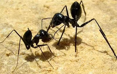 Kiến sa mạc Cataglyphis fortis. Ảnh: sciencecentric.com.