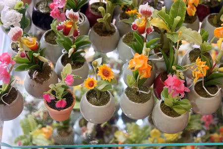 Hoa đất Nhật Bản phong phú với nhiều loại và kiểu dáng.