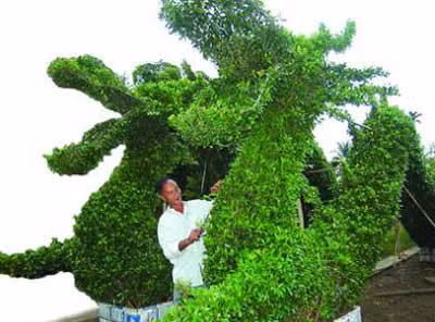 Đôi rồng bằng cây cảnh chuẩn bị dâng Đại lễ.