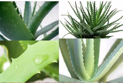 Lô hội - một trong chín vị thuốc có tên hổ.