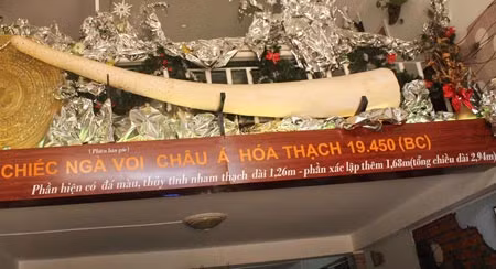 Hình ảnh nguyên vẹn chiếc ngà voi phục dựng.