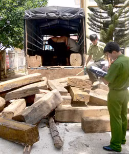 Cơ quan chức năng tiến hành đo đạc số gỗ bị bắt giữ.
