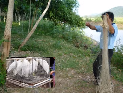 ĐBSCL: Dùng "kỹ thuật cao" tận diệt chim trời ảnh 1