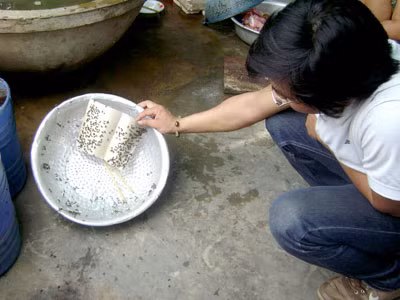 Ruồi chết và thuốc nhử tại quán bán chè và bún của chị Hồ Thị Mai.