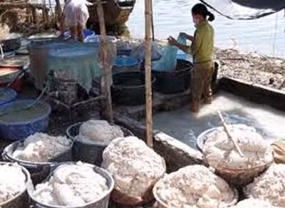 Ruốc làm từ phế liệu sản xuất bột sắn dây ảnh 2
