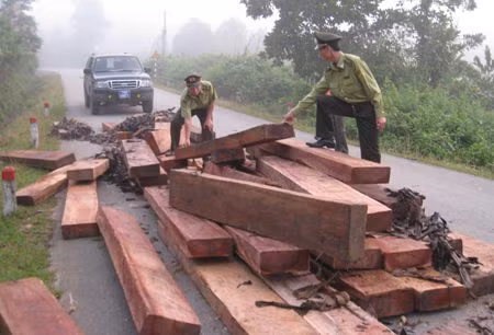 Những cuộc truy đuổi lâm tặc ở Quảng Ngãi ảnh 1