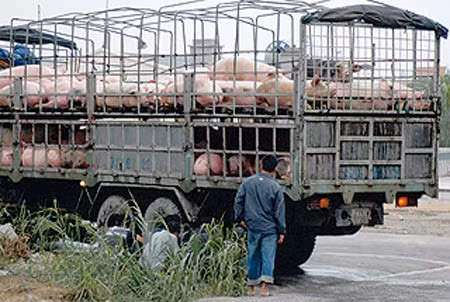 Lợn tốt xuất đi.