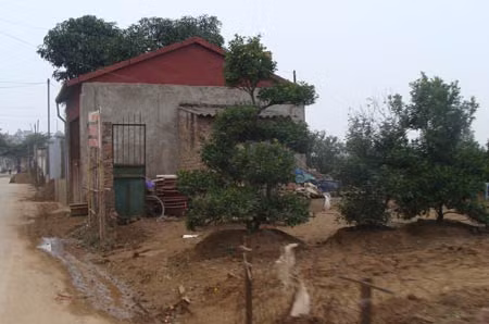 Vi phạm hành lang thoát lũ sông Hồng do chậm cắm mốc ảnh 2