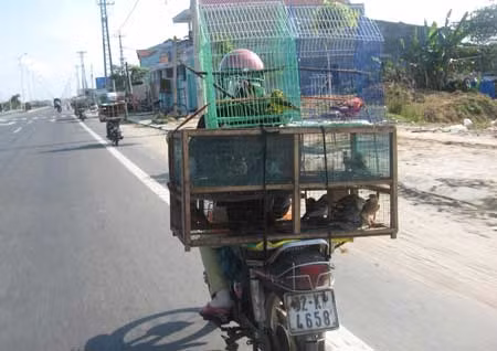 Quảng Nam: Chim rừng đang "khóc" với nạn săn bắn, bẫy! ảnh 1