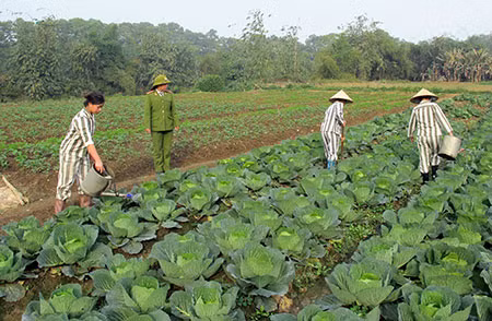 Phạm nhân tham gia lao động sản xuất.
