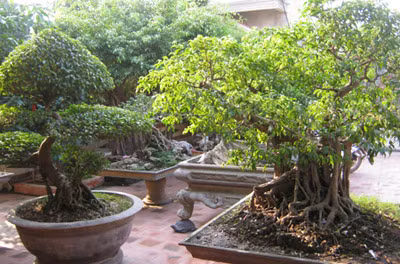 Số cây cảnh có giá trị.